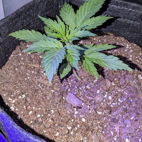 "Maria Manzana" (Indica/Grey) growlog timeline photo