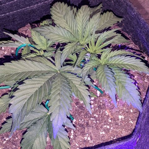 "Maria Manzana" (Indica/Grey) growlog timeline photo