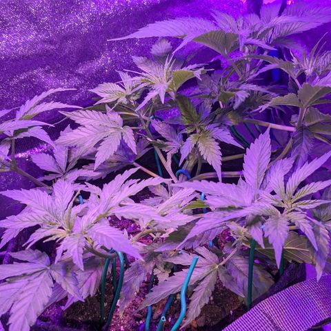 "Maria Manzana" (Indica/Grey) growlog timeline photo