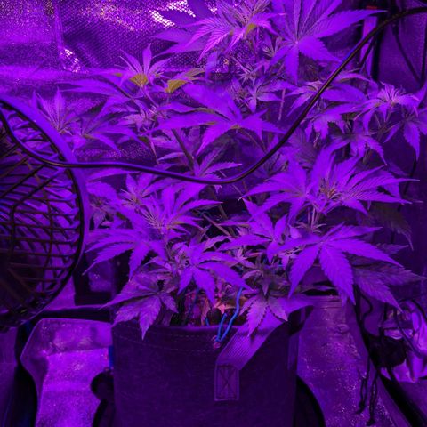 "Maria Manzana" (Indica/Grey) growlog timeline photo