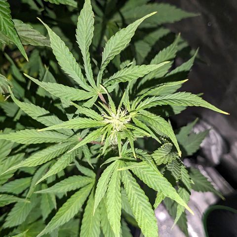 "Maria Manzana" (Indica/Grey) growlog timeline photo