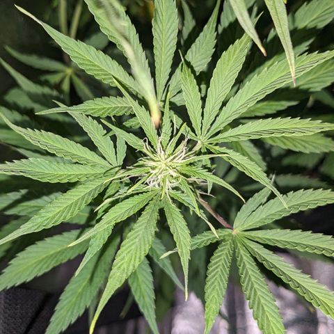 "Maria Manzana" (Indica/Grey) growlog timeline photo