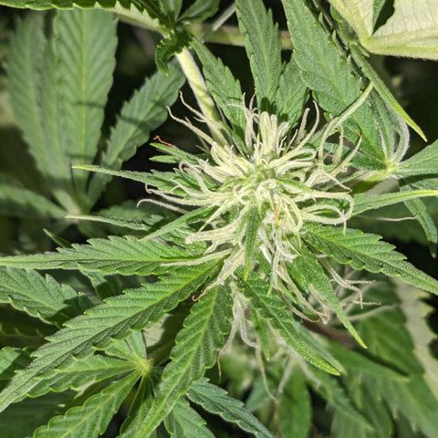 "Maria Manzana" (Indica/Grey) growlog timeline photo