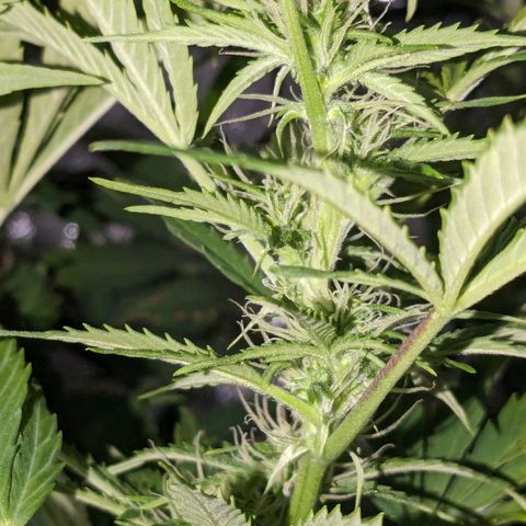 "Maria Manzana" (Indica/Grey) growlog timeline photo