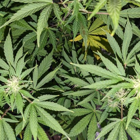 "Maria Manzana" (Indica/Grey) growlog timeline photo