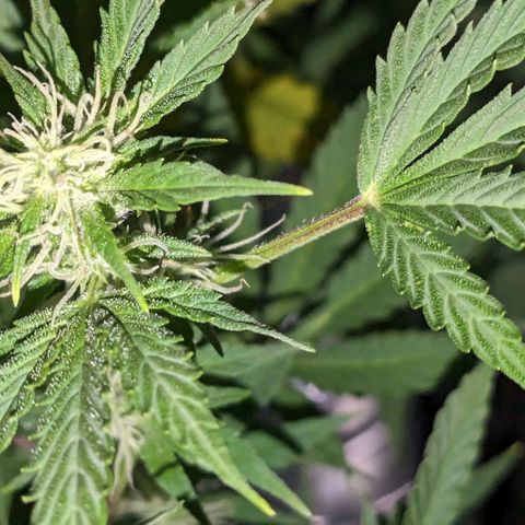"Maria Manzana" (Indica/Grey) growlog timeline photo