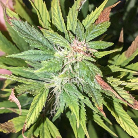 "Maria Manzana" (Indica/Grey) growlog timeline photo