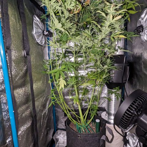 "Maria Manzana" (Indica/Grey) growlog timeline photo