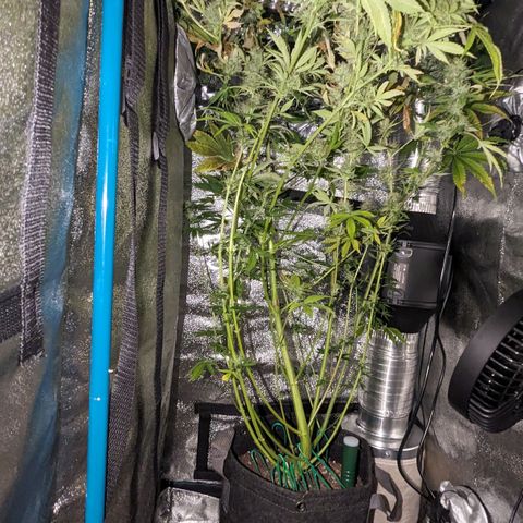 "Maria Manzana" (Indica/Grey) growlog timeline photo