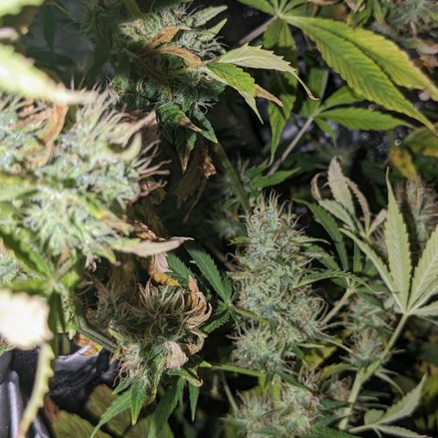 "Maria Manzana" (Indica/Grey) growlog timeline photo