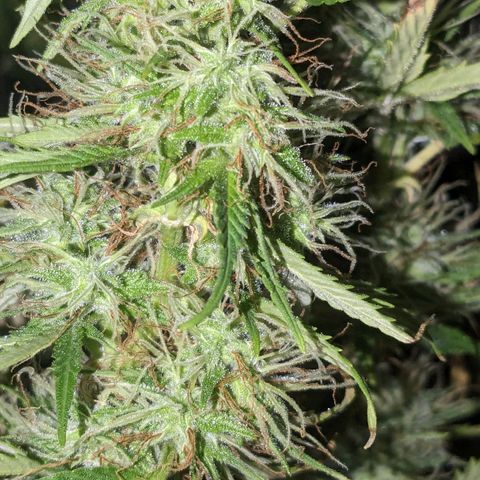 "Maria Manzana" (Indica/Grey) growlog timeline photo