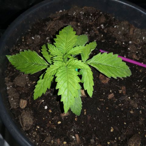 Vendetta 2 growlog timeline photo