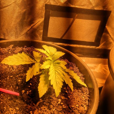 Vendetta 2 growlog timeline photo
