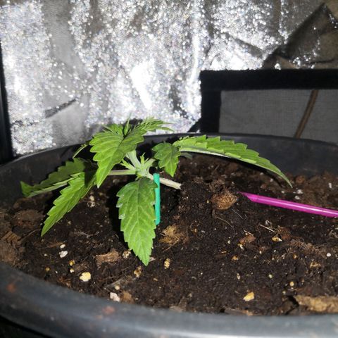Vendetta 2 growlog timeline photo