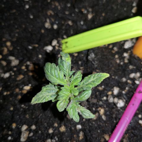 Jack's dream growlog photo: Continua a vivere, non si sa perché. Non si alza. Oggi circa mezzo litro (forse meno) di acqua senza Ph