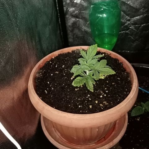 Jack's dream growlog timeline photo