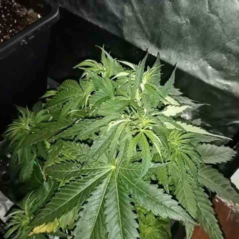 Vendetta 2 growlog timeline photo