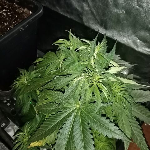 Vendetta 2 growlog timeline photo