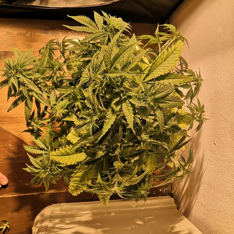 Vendetta 2 growlog timeline photo