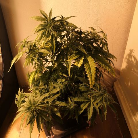 Vendetta 2 growlog timeline photo