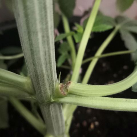 Vendetta 2 growlog timeline photo