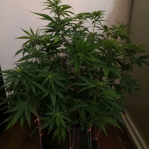 Vendetta 2 growlog timeline photo