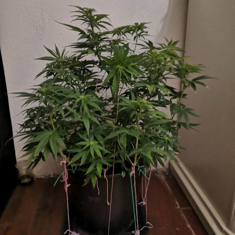 Vendetta 2 growlog timeline photo