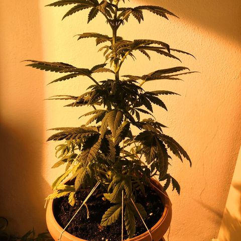 Jack's dream growlog timeline photo