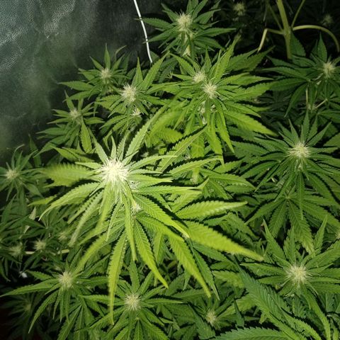 Vendetta 2 growlog timeline photo