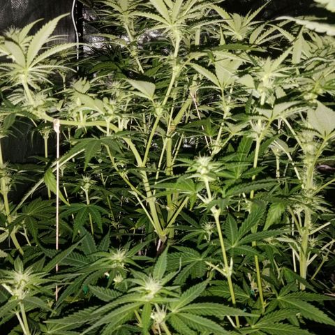 Vendetta 2 growlog timeline photo
