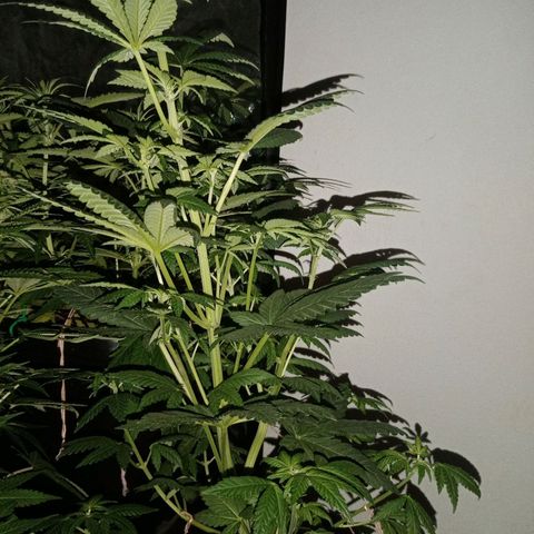 Jack's dream growlog timeline photo
