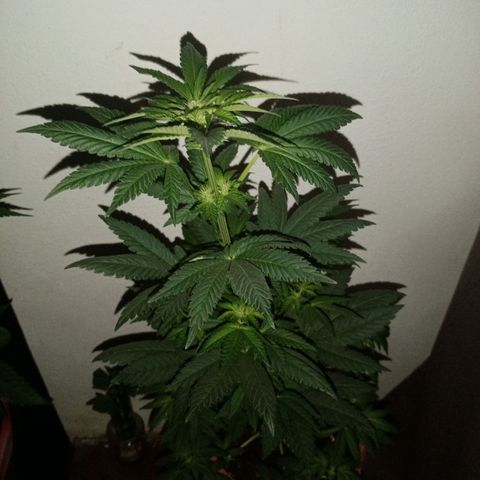 Jack's dream growlog timeline photo