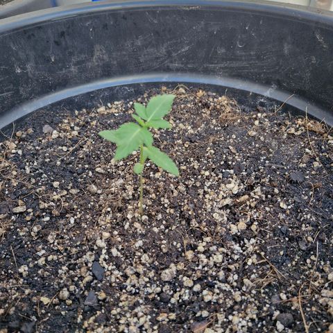 Amnesia Haze growlog photo: Ponta das folhas querendo amarelar, acredito que pelo excesso de nutrientes, joguei apenas agua.... O dia anterior ficou sem irrigar por nao houve necessidade