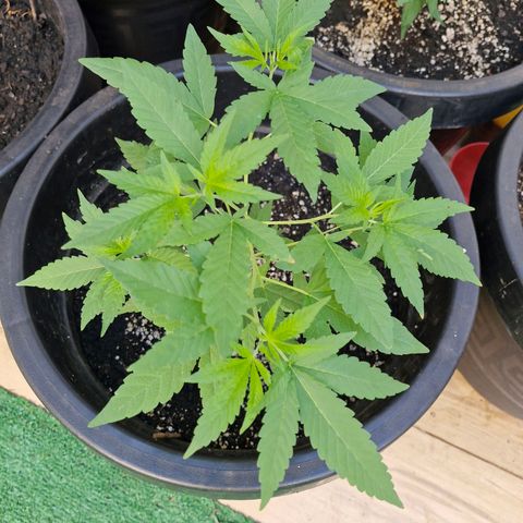 Pitanga v2 growlog timeline photo