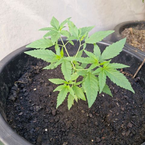 Pitanga v2 growlog timeline photo