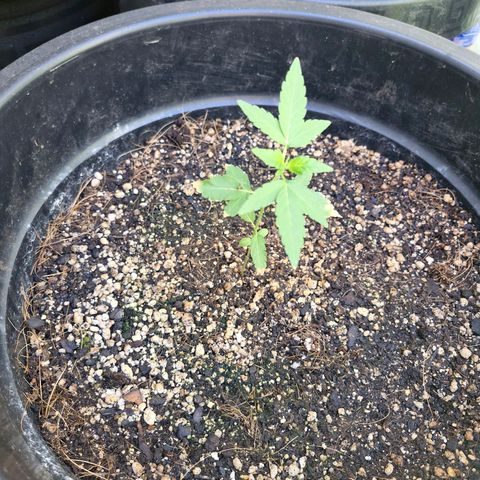 Amnesia Haze growlog photo: Queimada apos o overfert, fazem 6 dias que nao jogo npk, porem retornei ontem