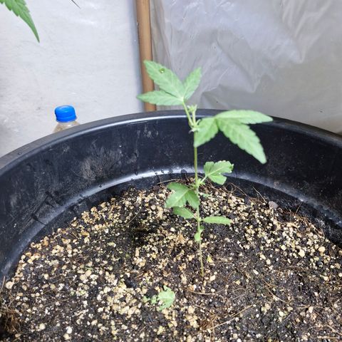 Amnesia Haze growlog timeline photo