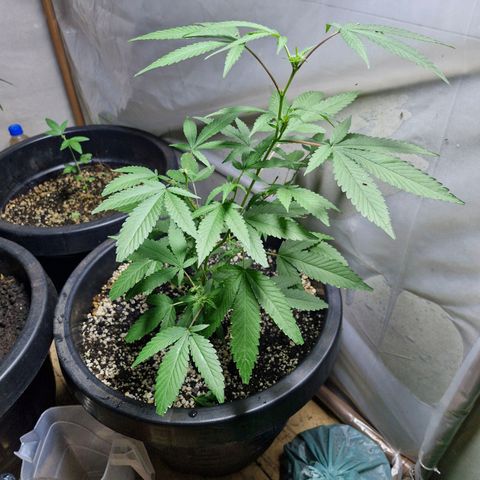 Sensi Star growlog timeline photo