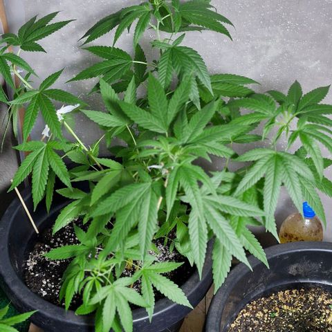 Pitanga v2 growlog timeline photo