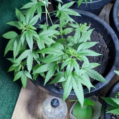 Pitanga v2 growlog timeline photo