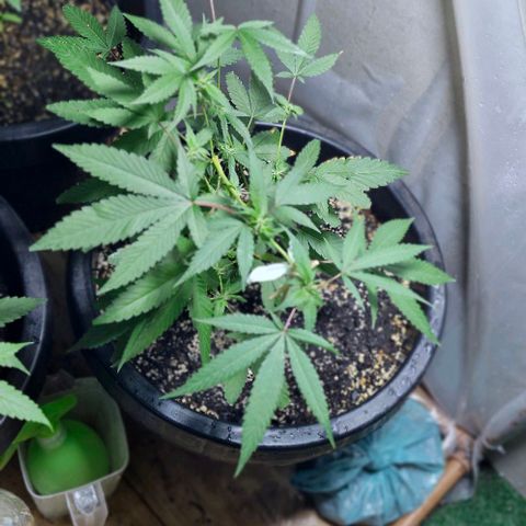 Sensi Star growlog timeline photo