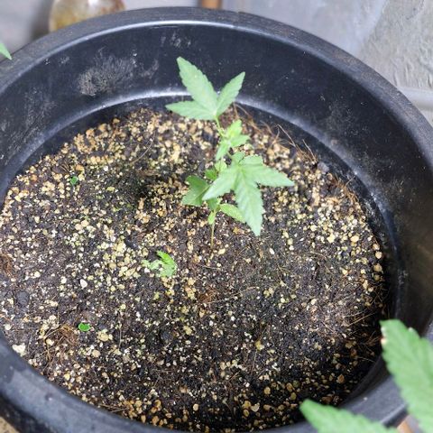 Amnesia Haze growlog timeline photo