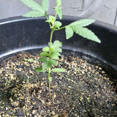 Amnesia Haze growlog timeline photo
