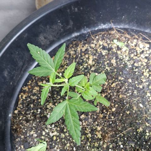 Amnesia Haze growlog timeline photo