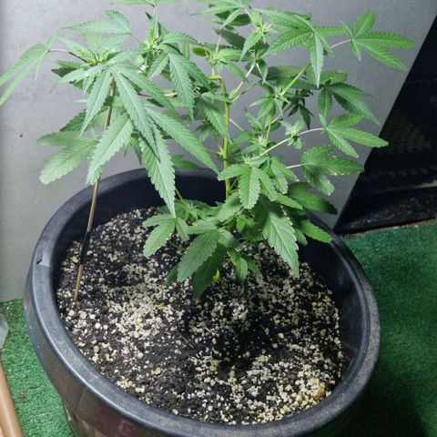 Sensi Star growlog timeline photo