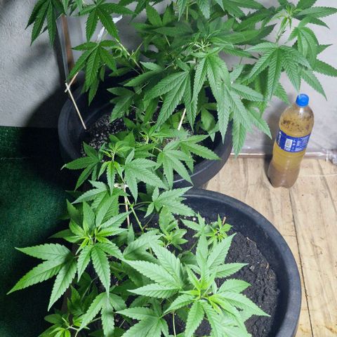 Sensi Star growlog timeline photo