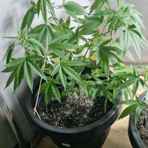 Sensi Star growlog timeline photo