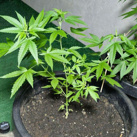 Sensi Star growlog timeline photo