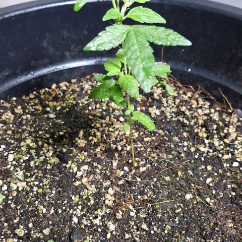 Amnesia Haze growlog timeline photo