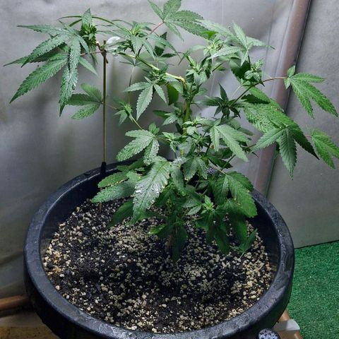 Sensi Star growlog timeline photo